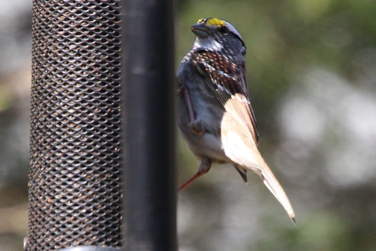 White-throated Sparrow - ML324599611