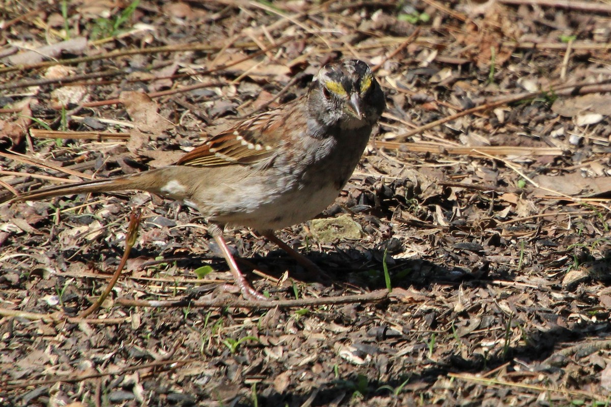 White-throated Sparrow - ML324599641