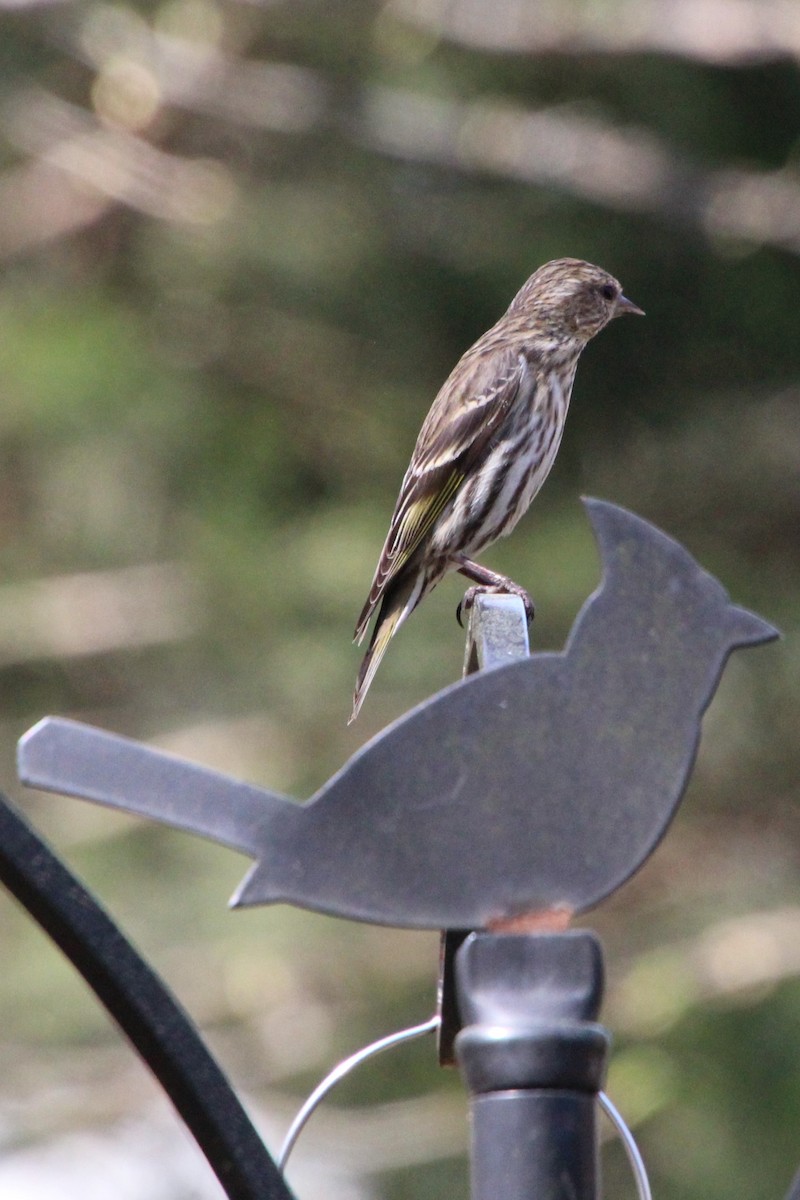 Pine Siskin - ML324599751