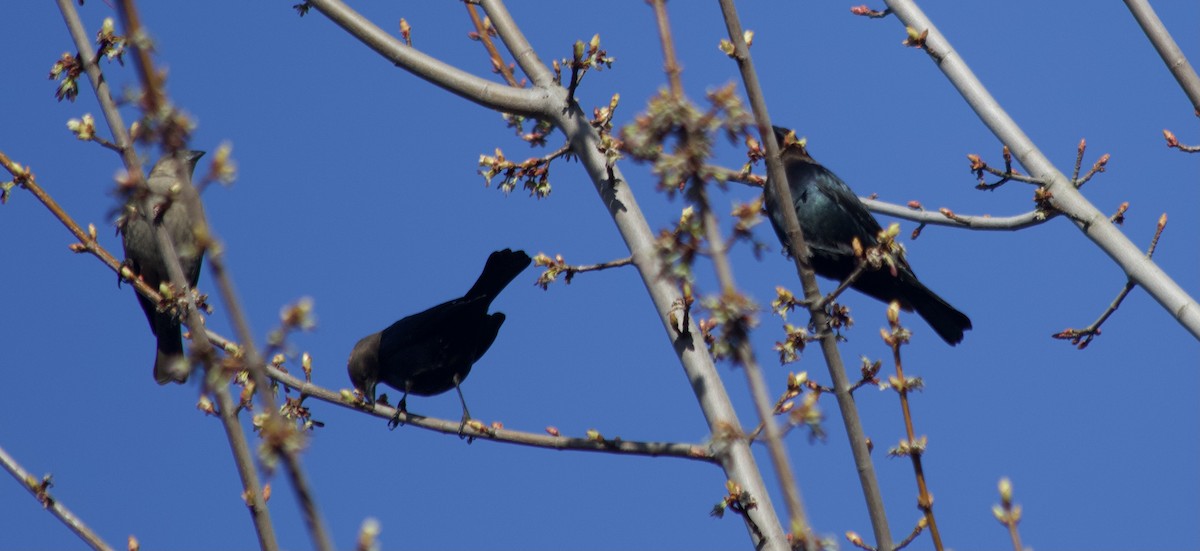 Brown-headed Cowbird - ML324599931