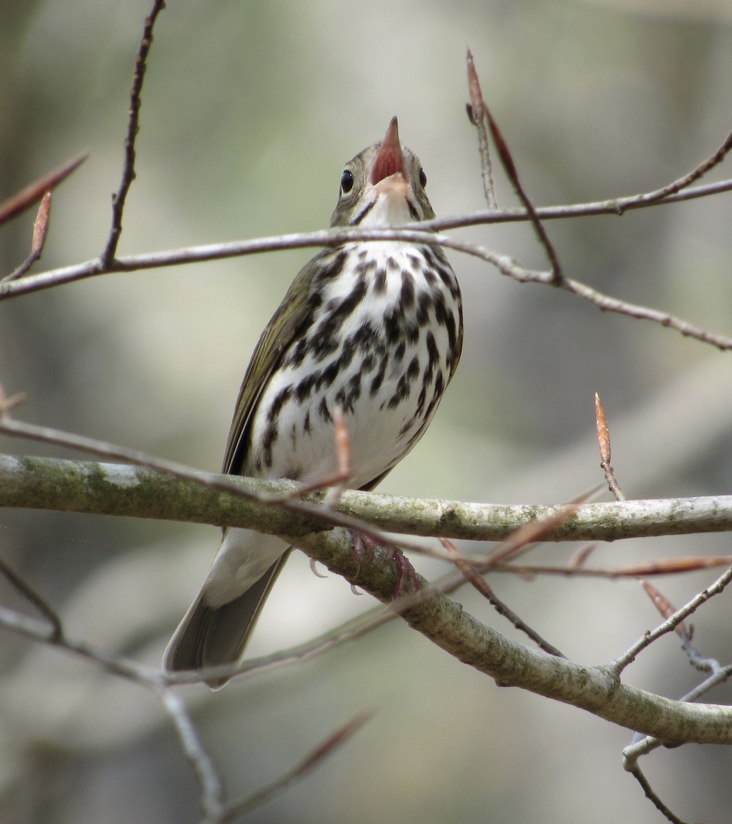 Ovenbird - ML324600711