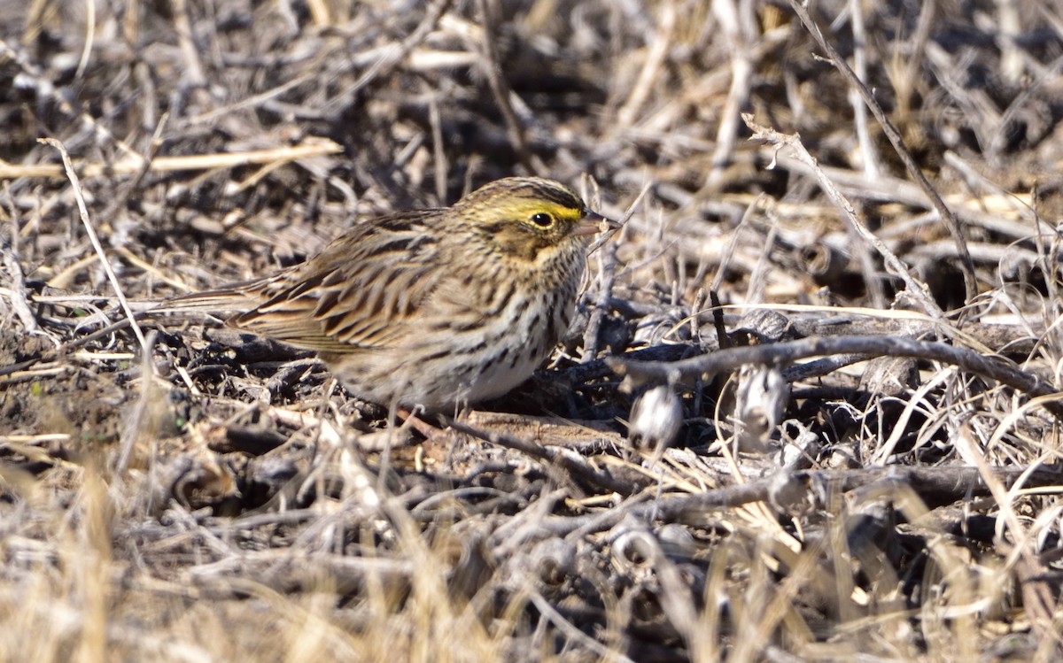 Savannah Sparrow - Don Weber