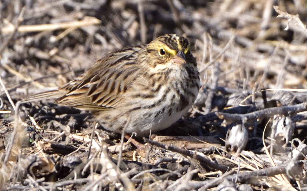 Savannah Sparrow - ML324602541