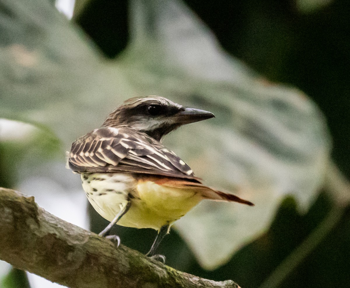 Sulphur-bellied Flycatcher - ML324602841