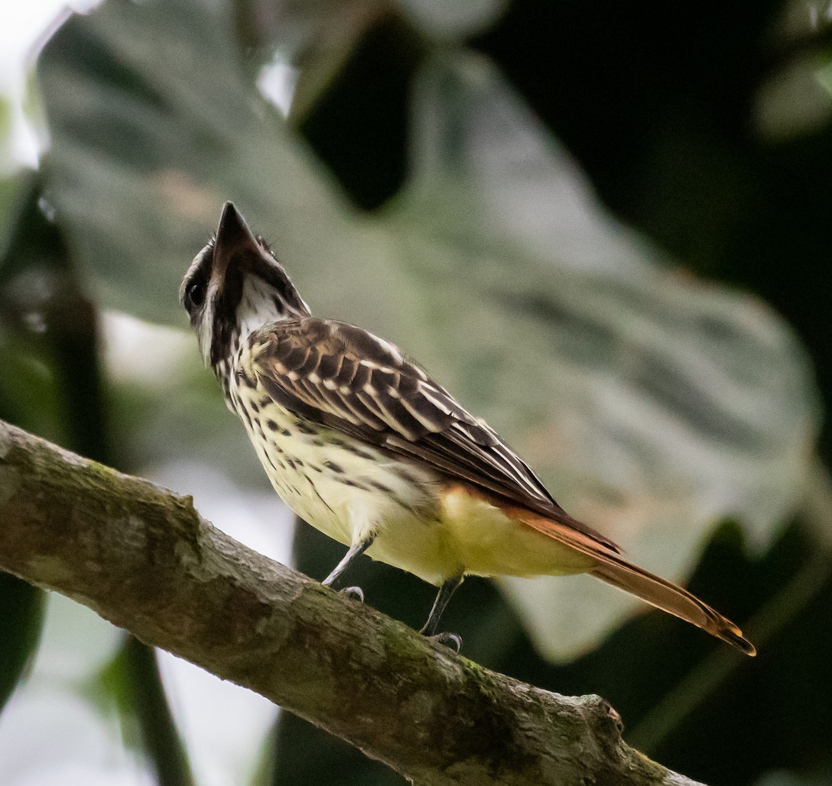 Sulphur-bellied Flycatcher - ML324602911