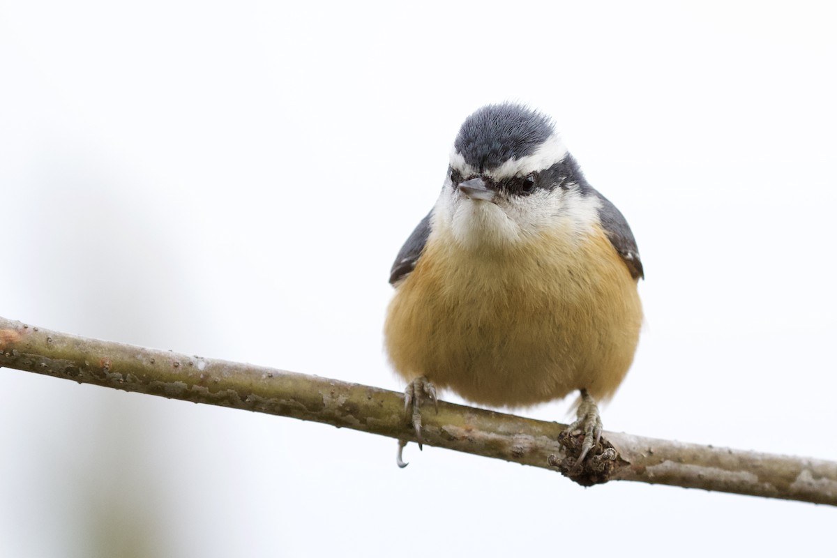 Red-breasted Nuthatch - ML324603101