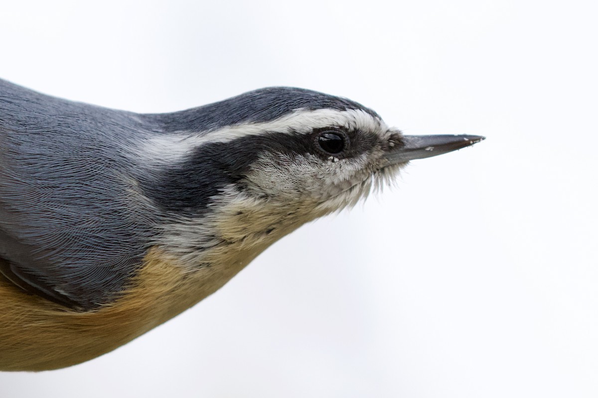 Red-breasted Nuthatch - ML324603111