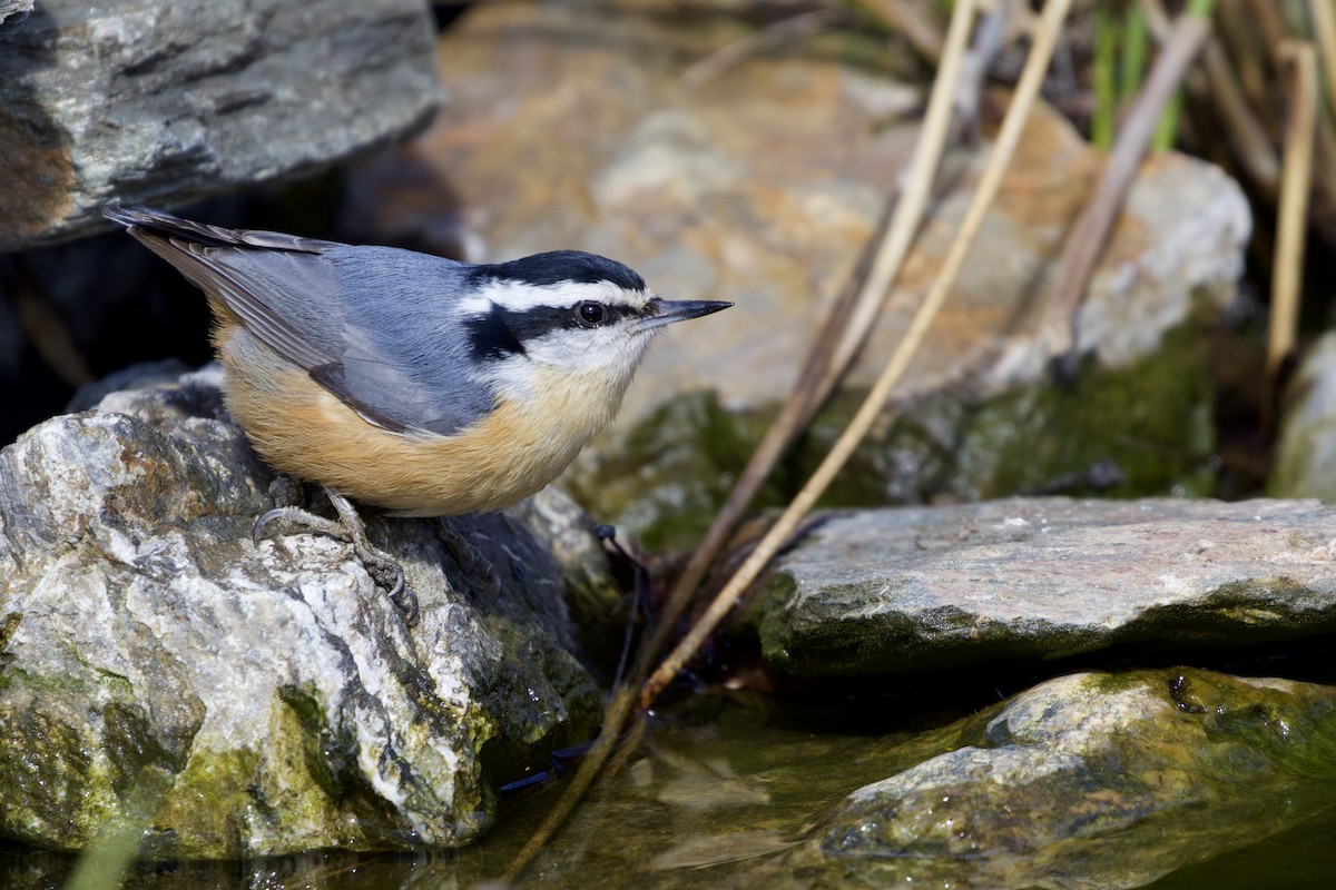 Red-breasted Nuthatch - ML324603151