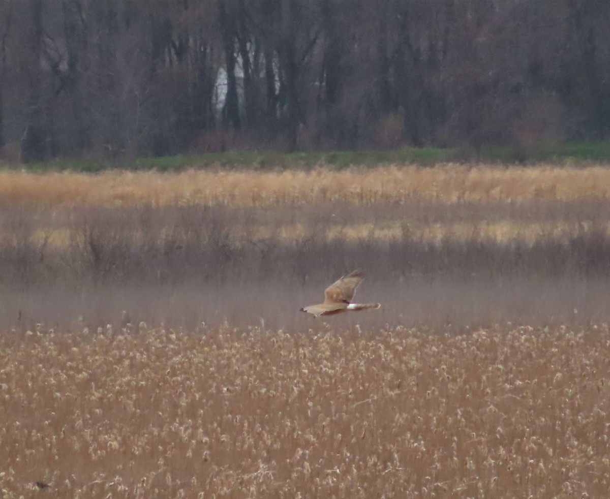 Northern Harrier - ML324603701