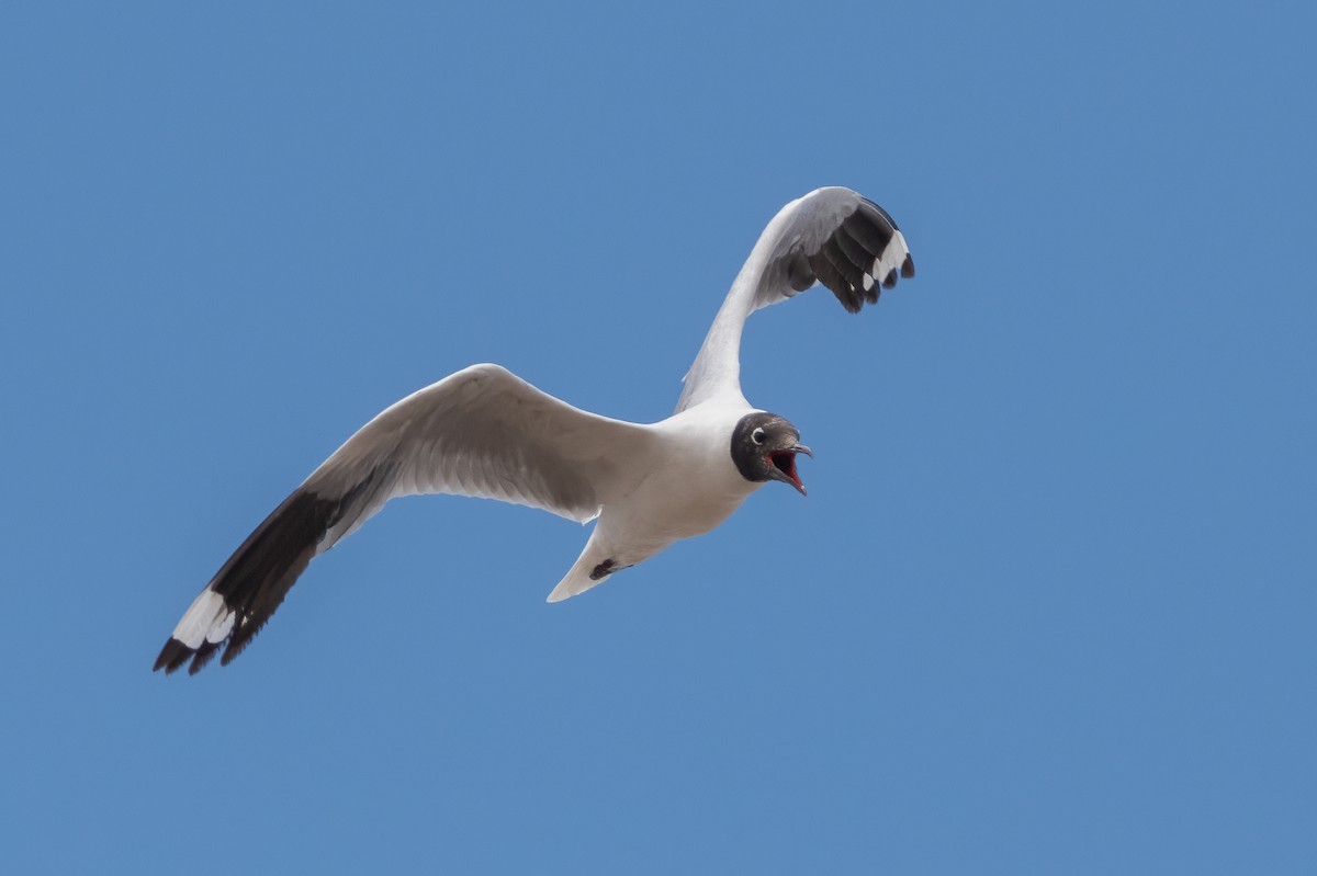 Andean Gull - ML324603981