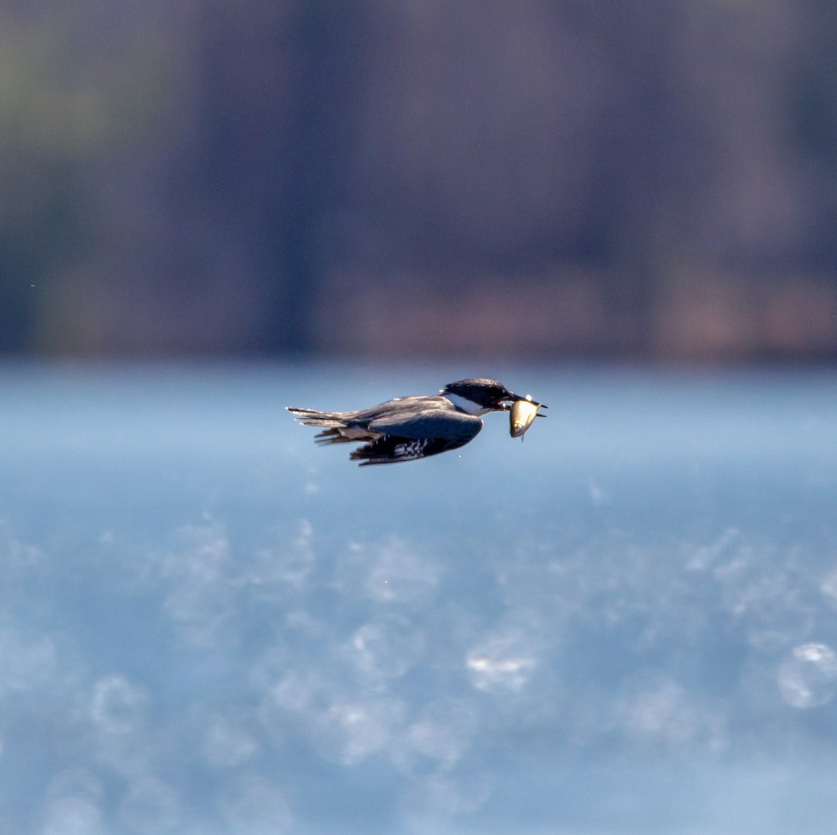 Belted Kingfisher - ML324604311