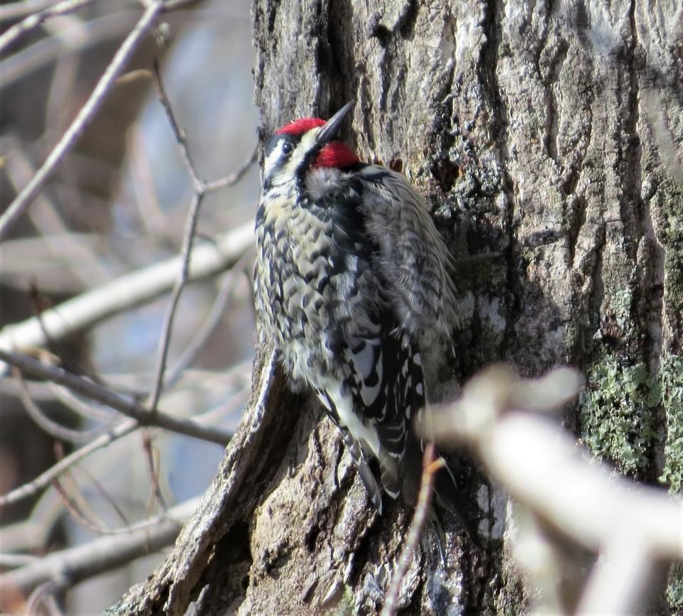 Yellow-bellied Sapsucker - ML324604321