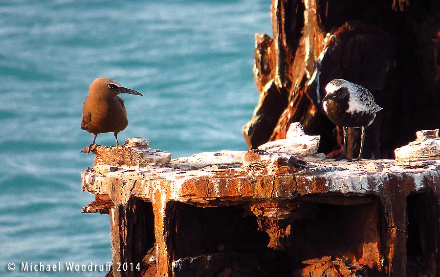 Brown Noddy - Michael Woodruff