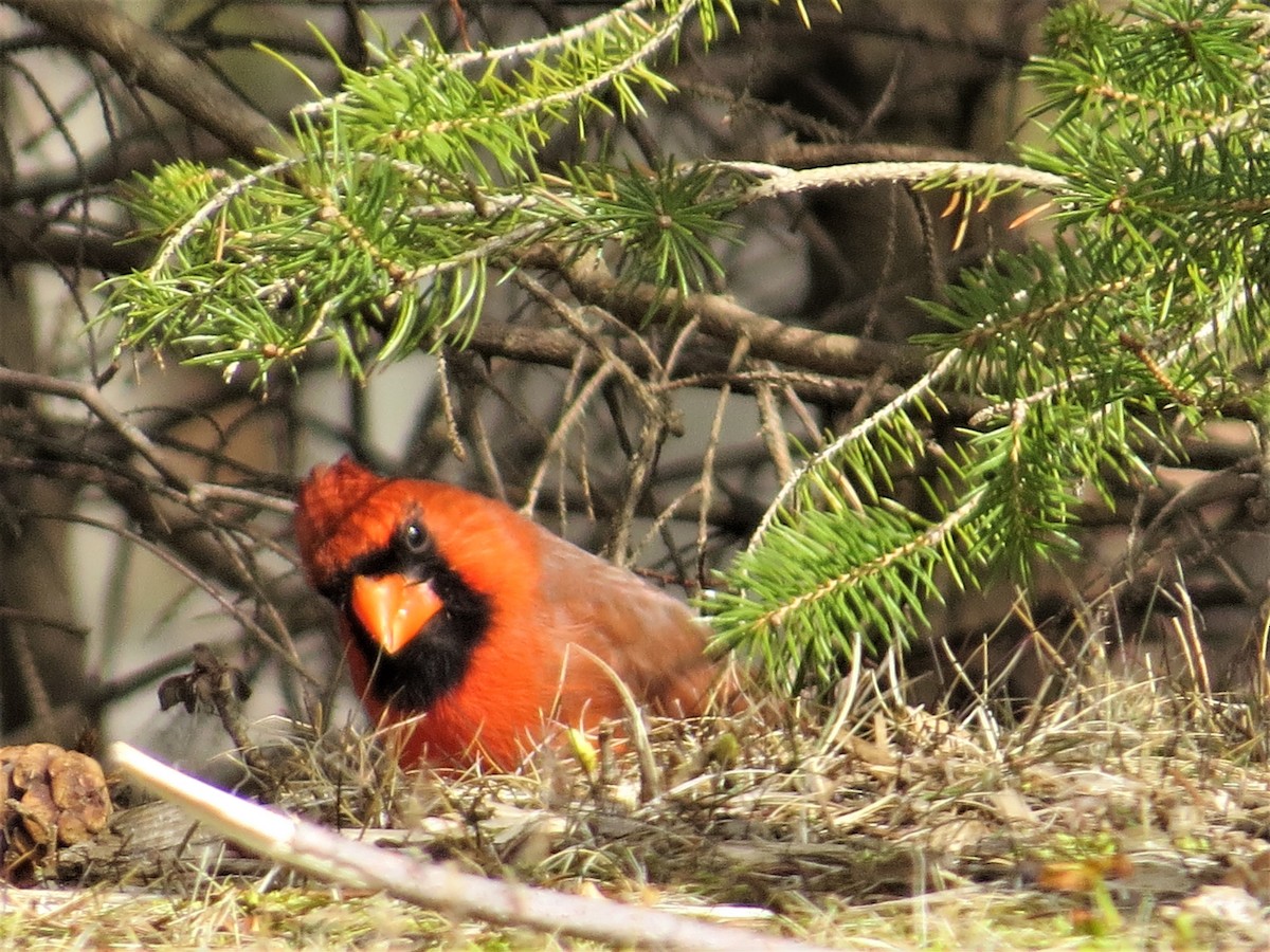 Northern Cardinal - ML324605571