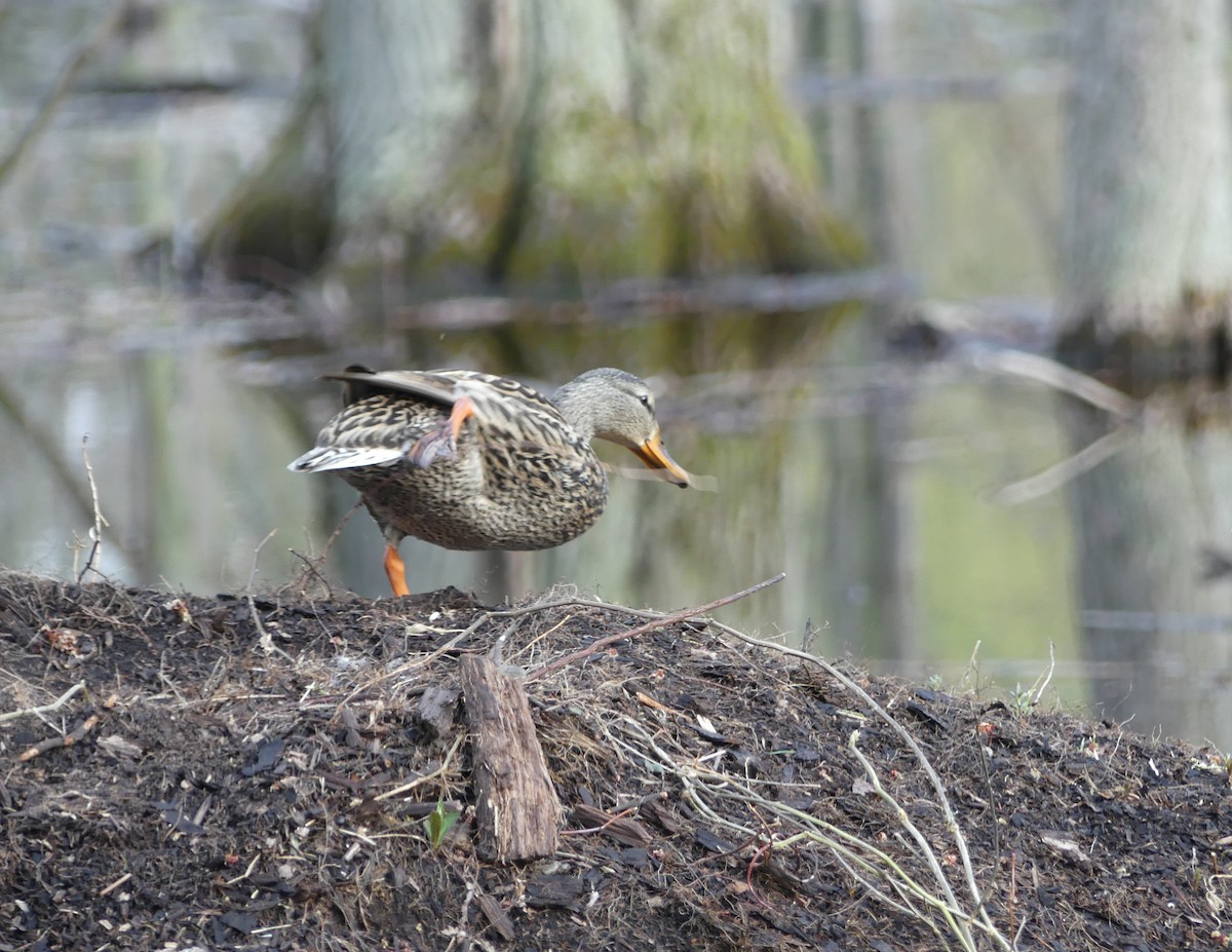 Canard colvert - ML324606921