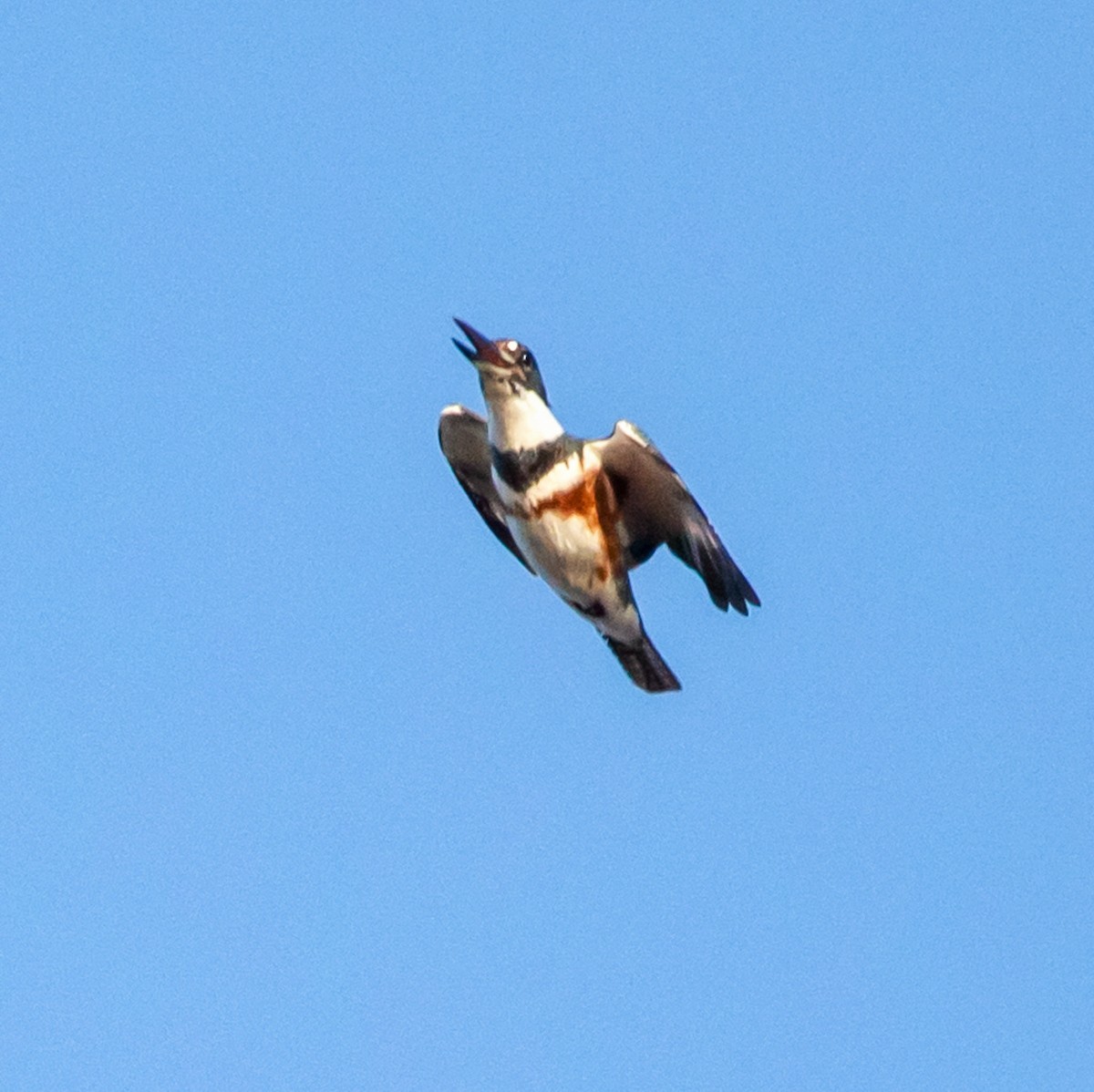 Belted Kingfisher - ML324608121