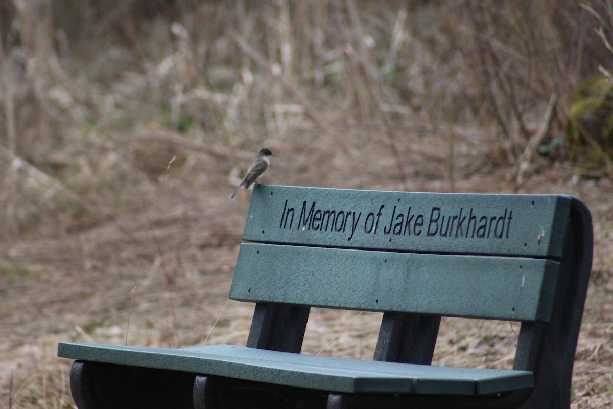 Eastern Phoebe - ML324609161