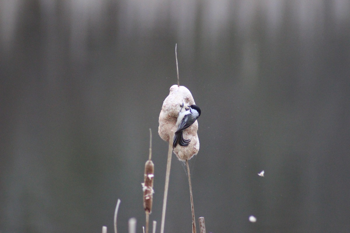 Black-capped Chickadee - ML324609231