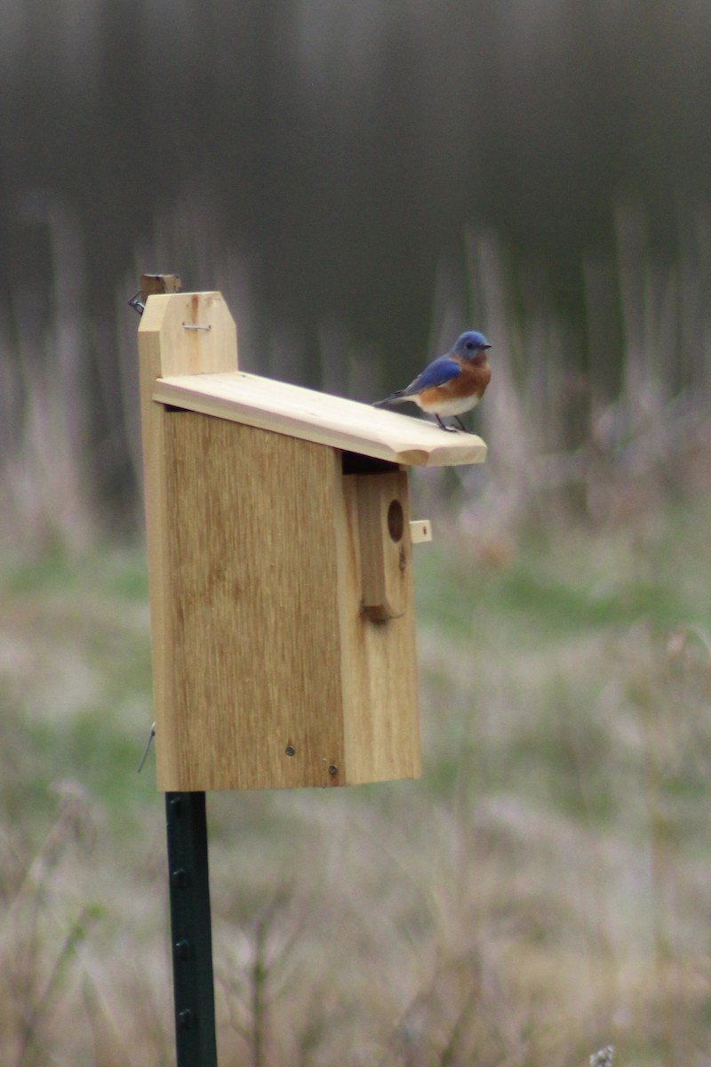 Eastern Bluebird - ML324609311