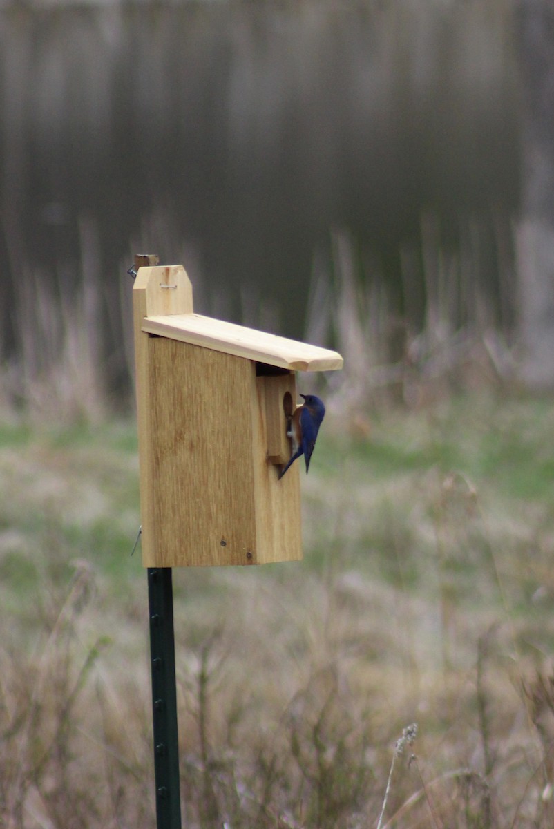Eastern Bluebird - ML324609331