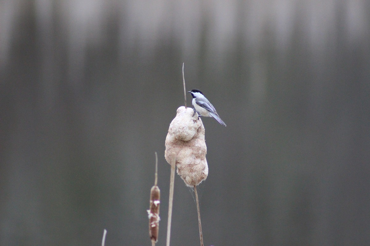 Black-capped Chickadee - ML324609381