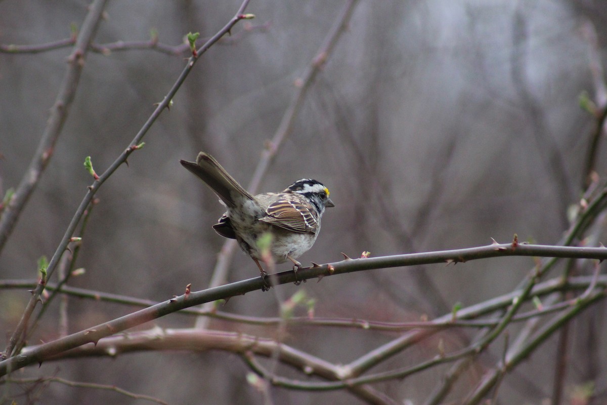 White-throated Sparrow - ML324609391