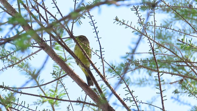 Palm Warbler (Yellow) - ML324609531