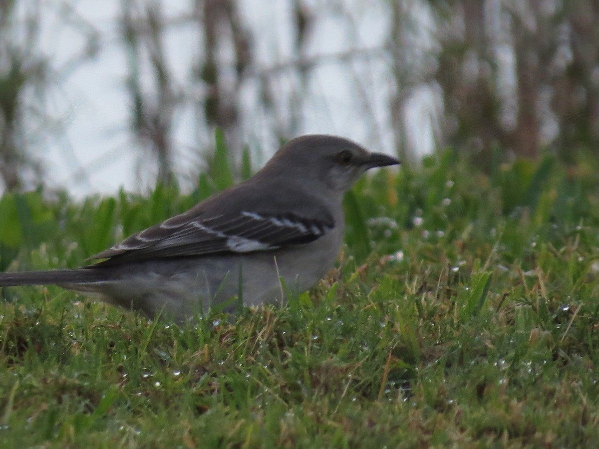 Northern Mockingbird - ML324609951