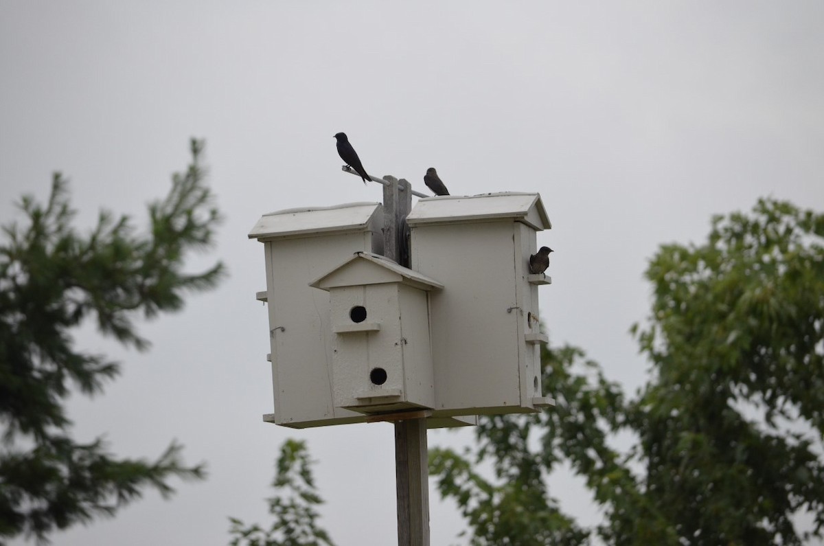 Purple Martin - Mark Martin