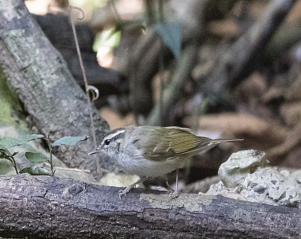 Pale-legged Leaf Warbler - ML324610851