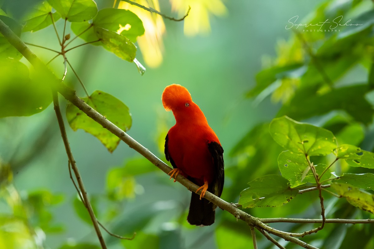 Andean Cock-of-the-rock - ML324616411