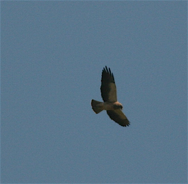 Swainson's Hawk - ML324616421