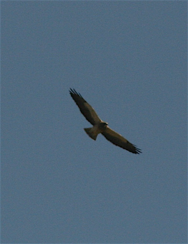 Swainson's Hawk - ML324616431