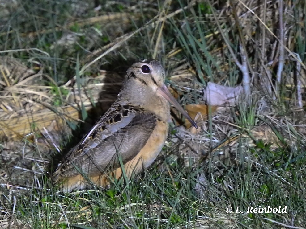 American Woodcock - Lucine Reinbold