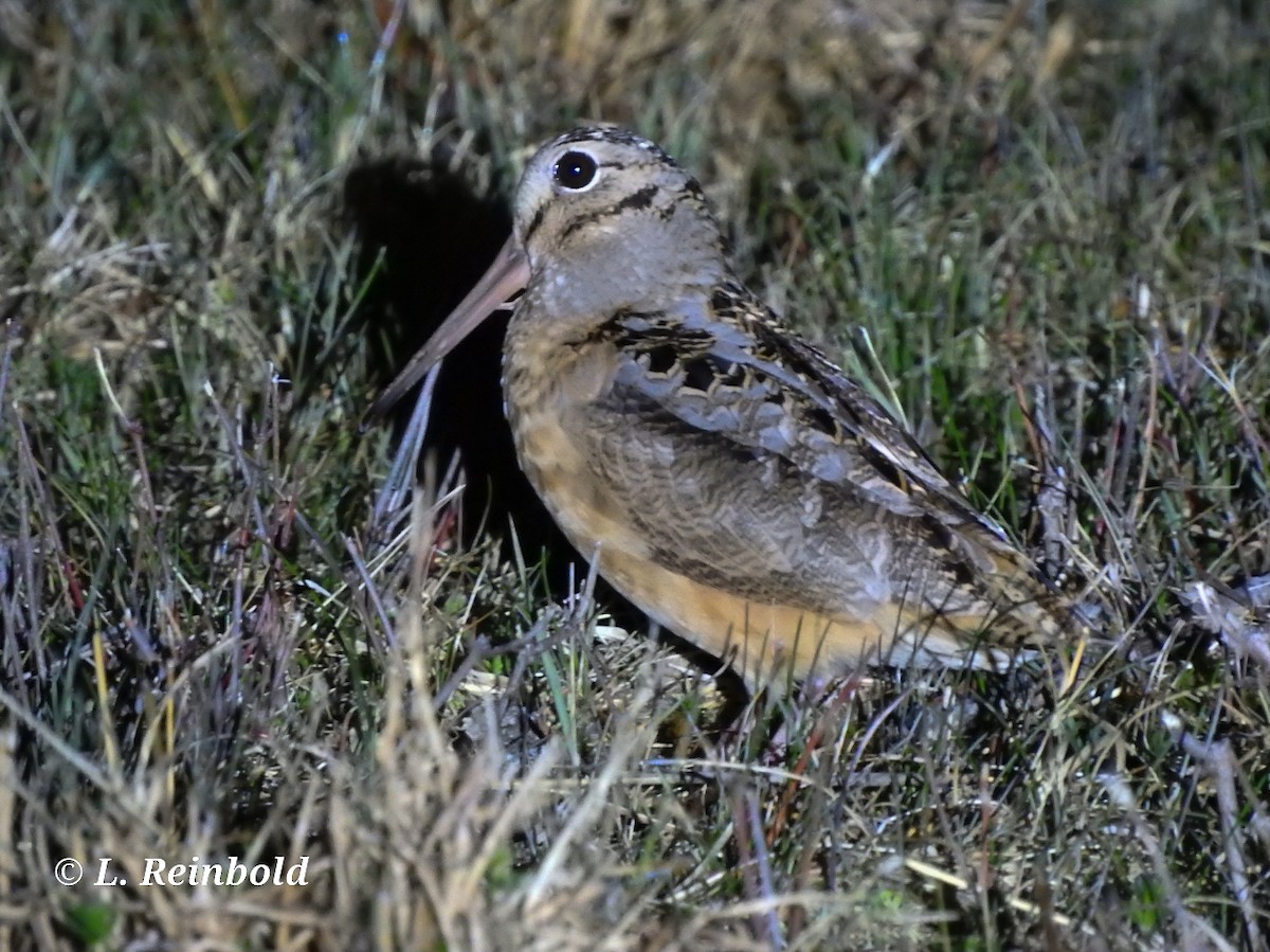 American Woodcock - ML324616591