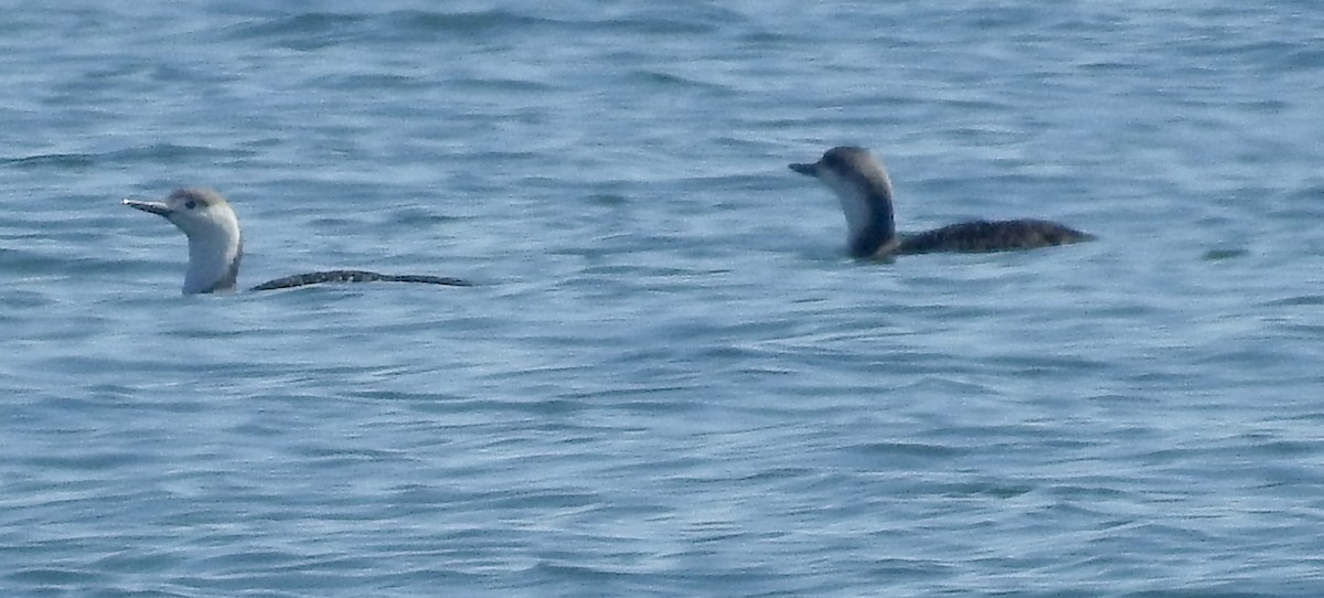 Red-throated Loon - ML324617561