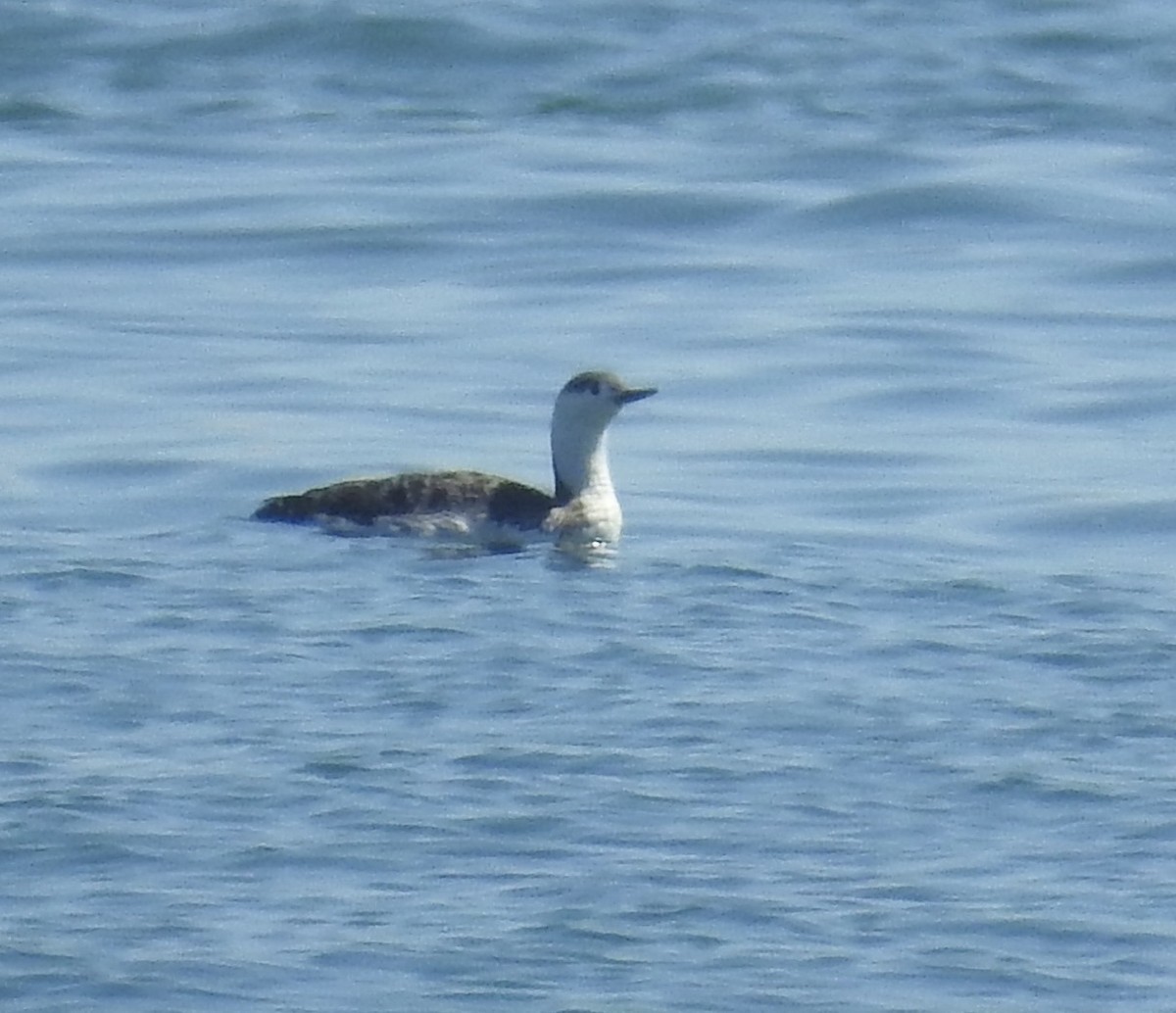 Red-throated Loon - ML324617621
