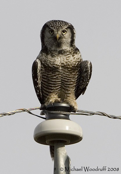 Northern Hawk Owl - ML32461941