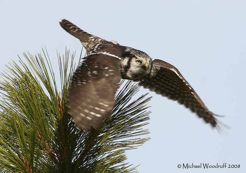 Northern Hawk Owl - ML32461951