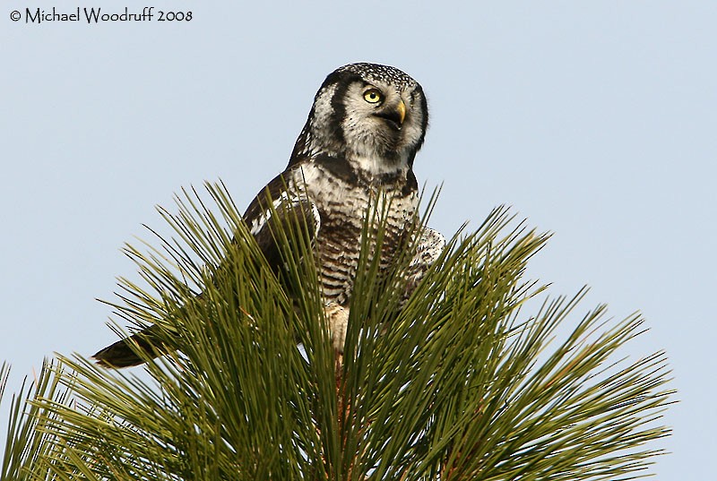 Northern Hawk Owl - ML32461961