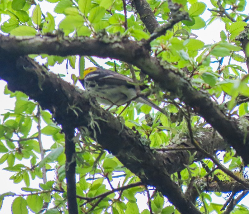 Golden-cheeked Warbler - ML324620461