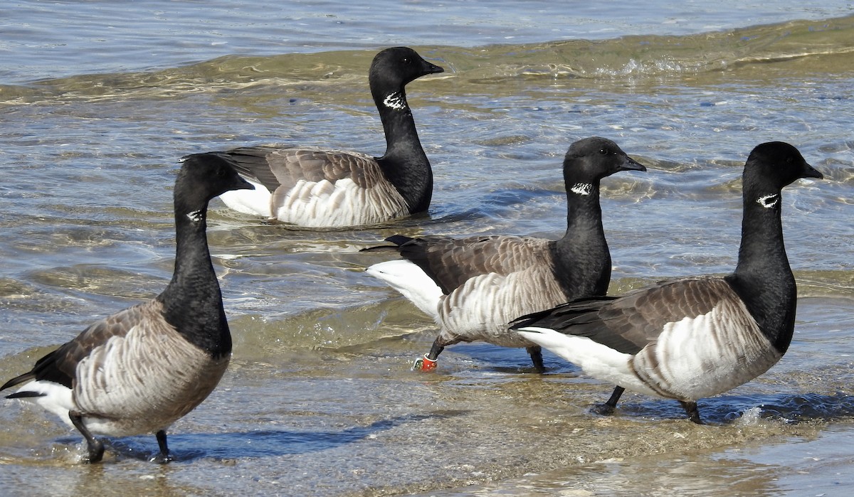 Brant - ML324620511