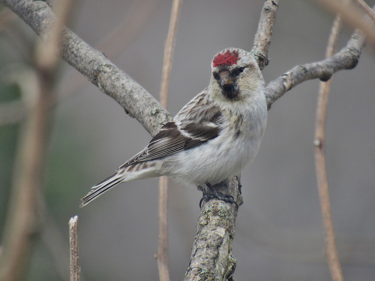 Hoary Redpoll (exilipes) - ML324625341