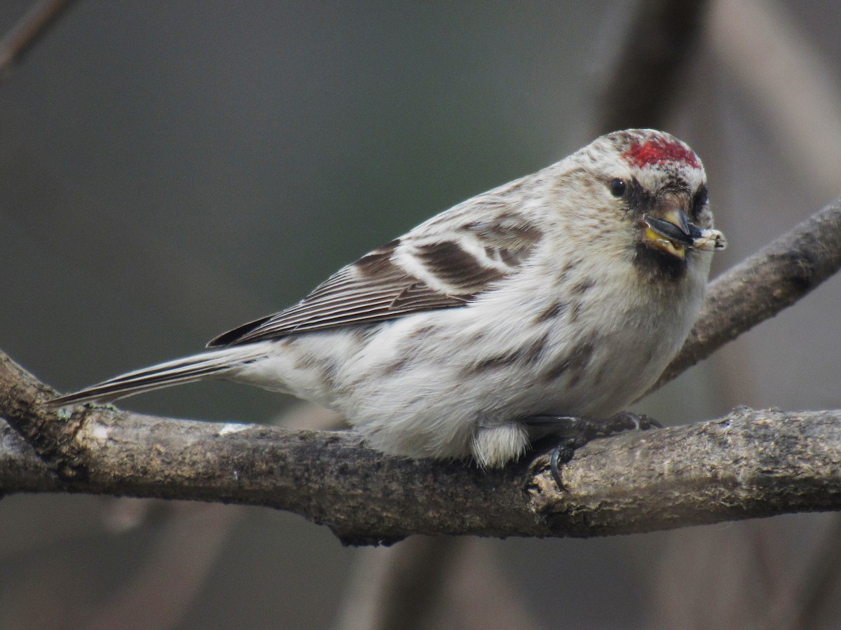 Hoary Redpoll (exilipes) - ML324625511