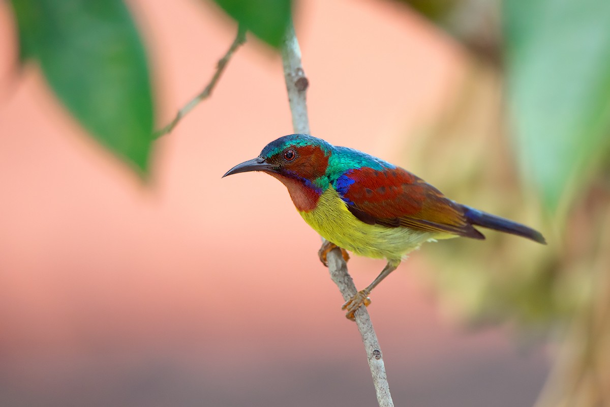 Red-throated Sunbird - Ayuwat Jearwattanakanok