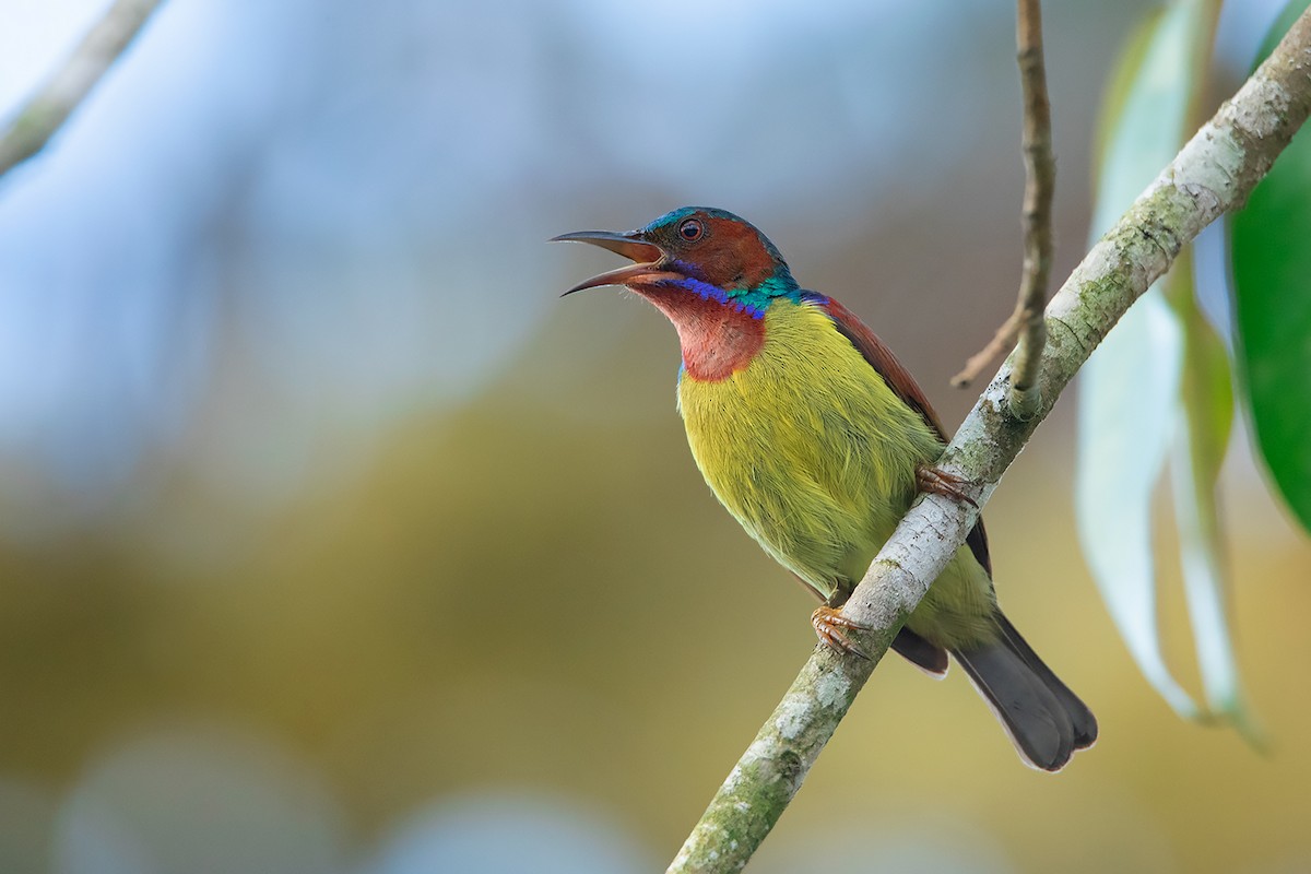 Red-throated Sunbird - ML324625661