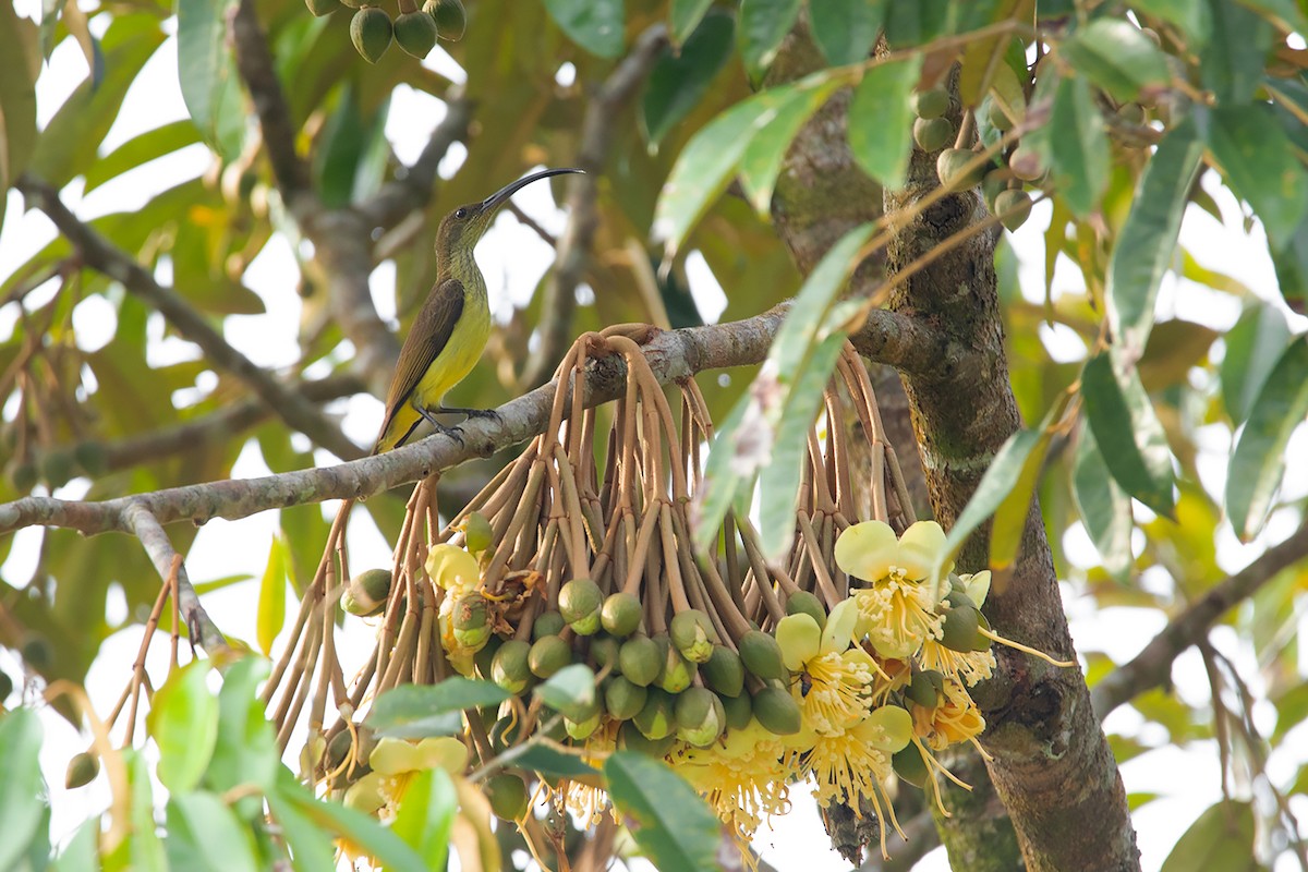 Long-billed Spiderhunter - ML324625711