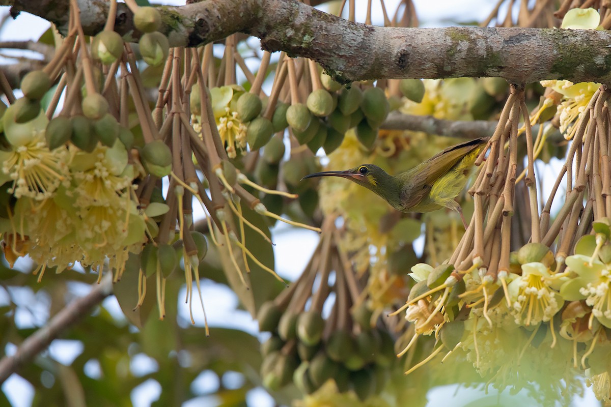 Yellow-eared Spiderhunter - ML324625741