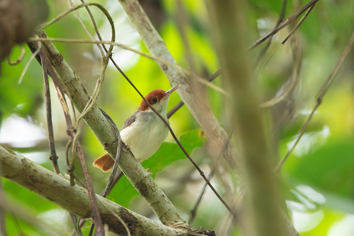 Rotschwanz-Schneidervogel - ML324625801