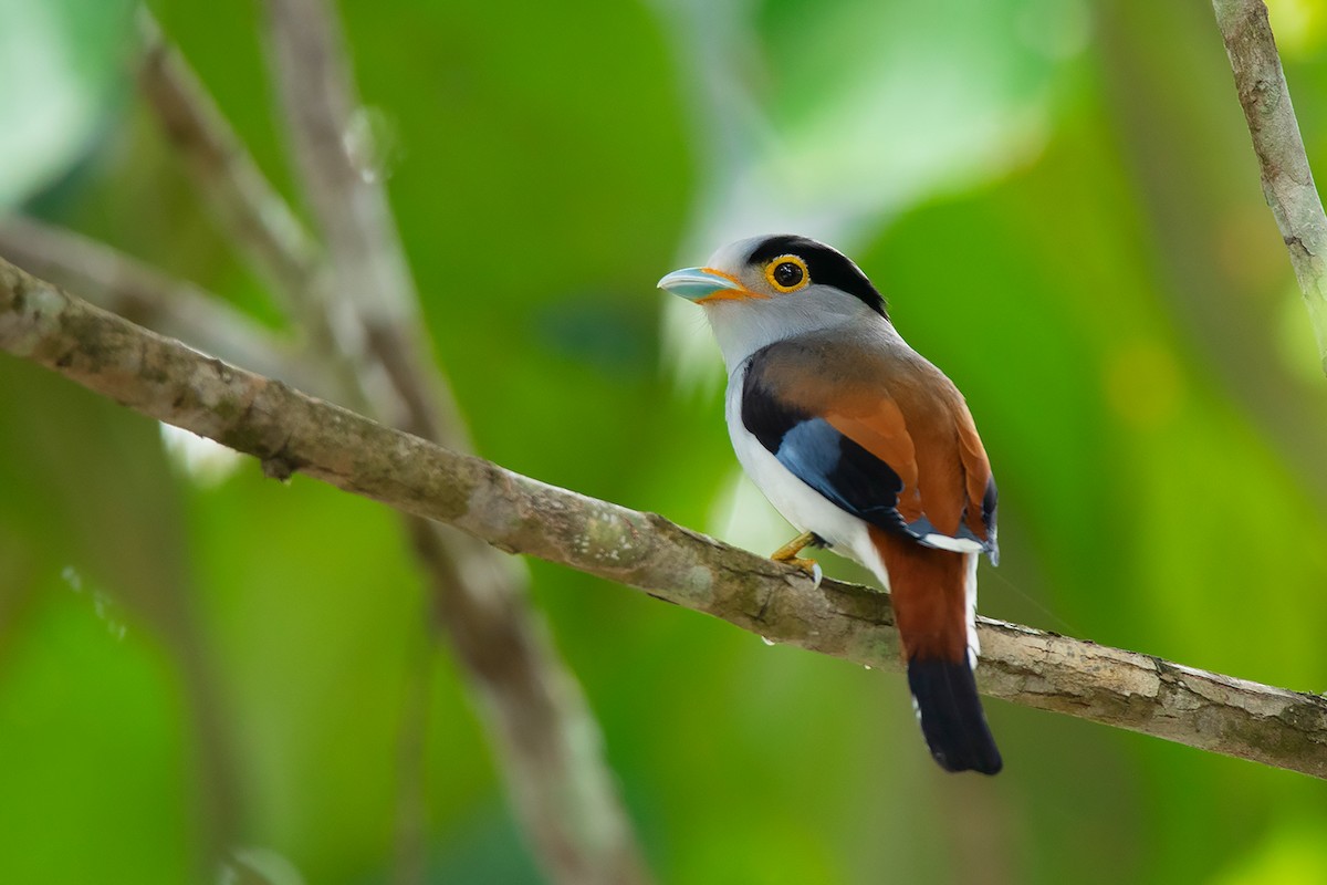 Silver-breasted Broadbill - Ayuwat Jearwattanakanok